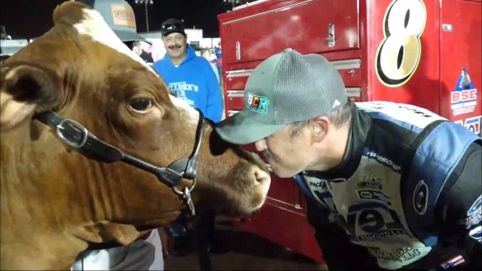 Bryan Sebetto kisses the cow after winning the feature during the Sandusky County Fair at Fremont Speedway. (REV TV Image)