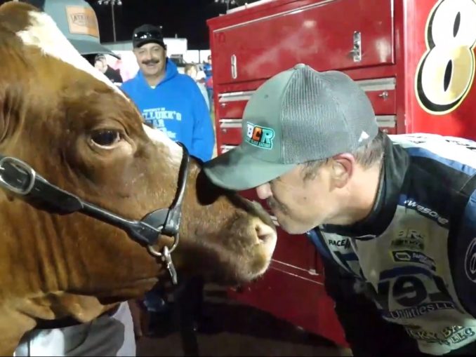Bryan Sebetto kisses the cow after winning the feature during the Sandusky County Fair at Fremont Speedway. (REV TV Image)